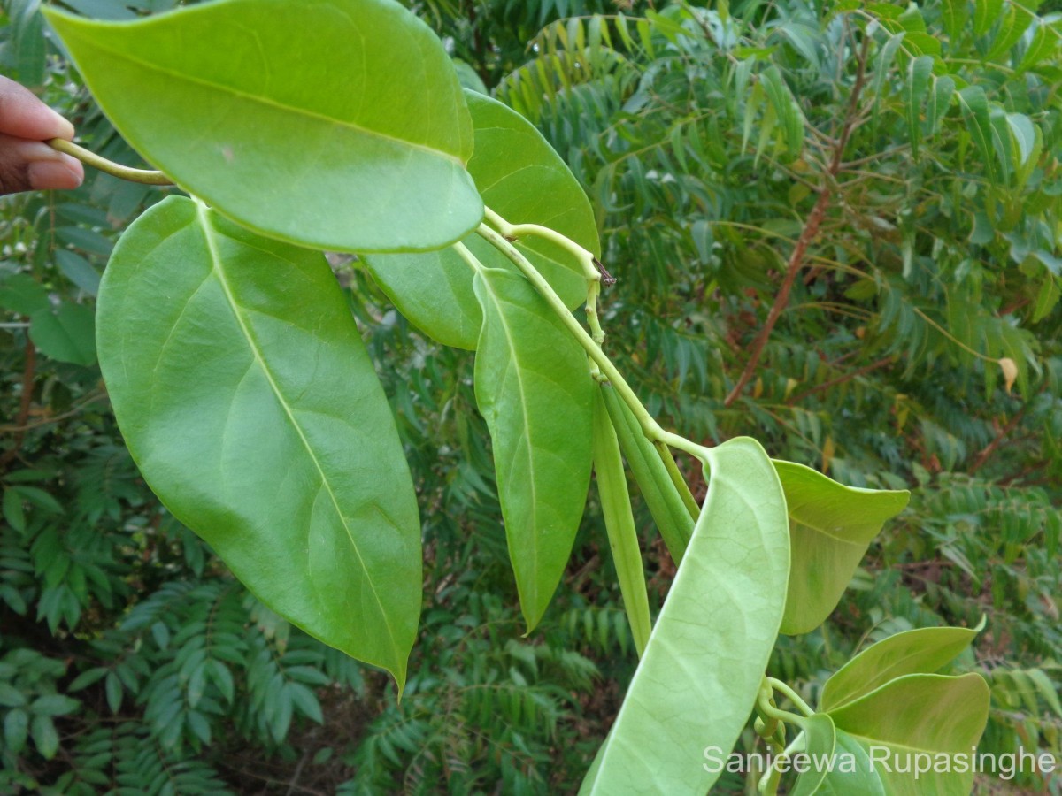 Parsonsia alboflavescens (Dennst.) Mabb.